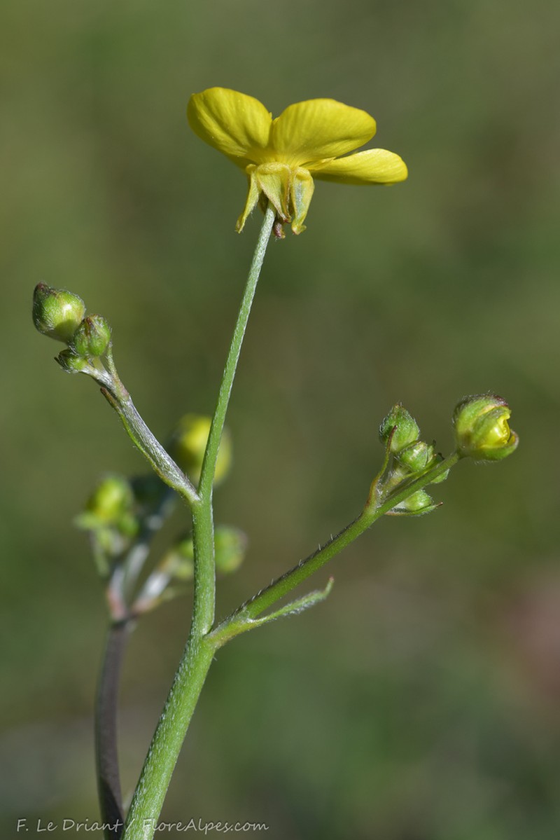 Ranunculus velutinus photo 5