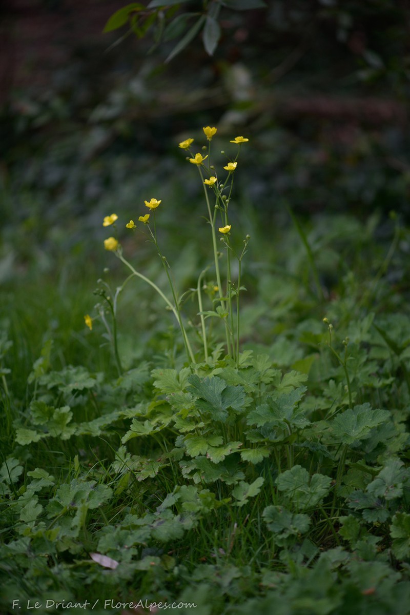Ranunculus velutinus photo 6
