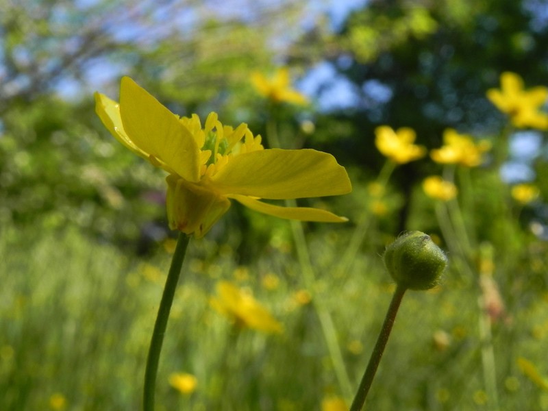Ranunculus velutinus photo 8