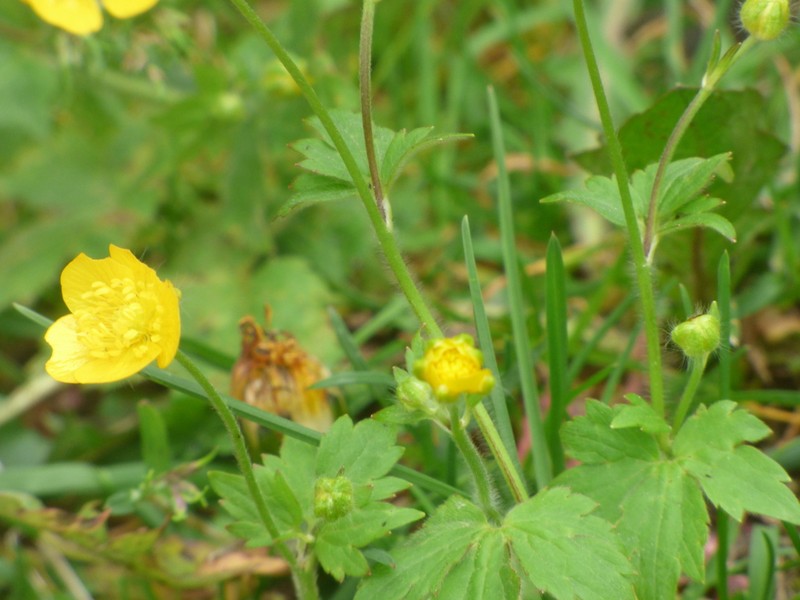 Ranunculus venetus