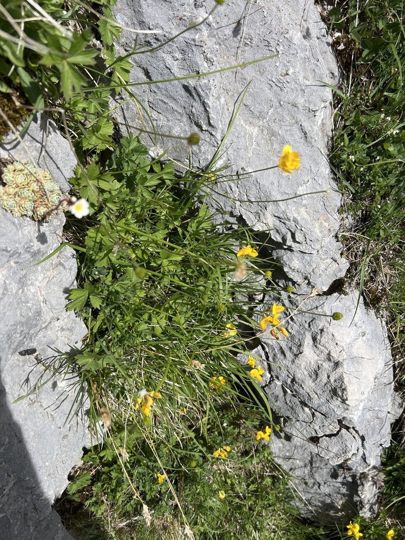 Ranunculus venetus photo 2