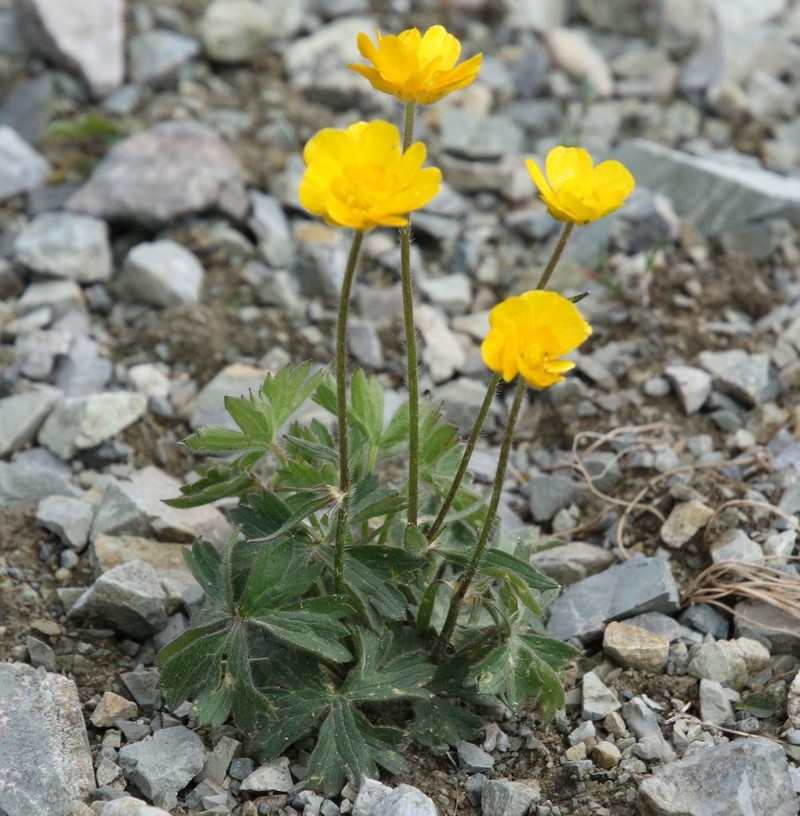 Ranunculus venetus photo 3