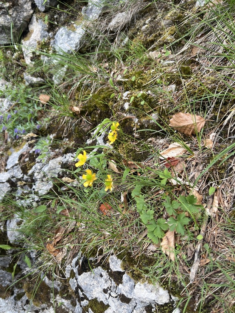 Ranunculus venetus photo 4