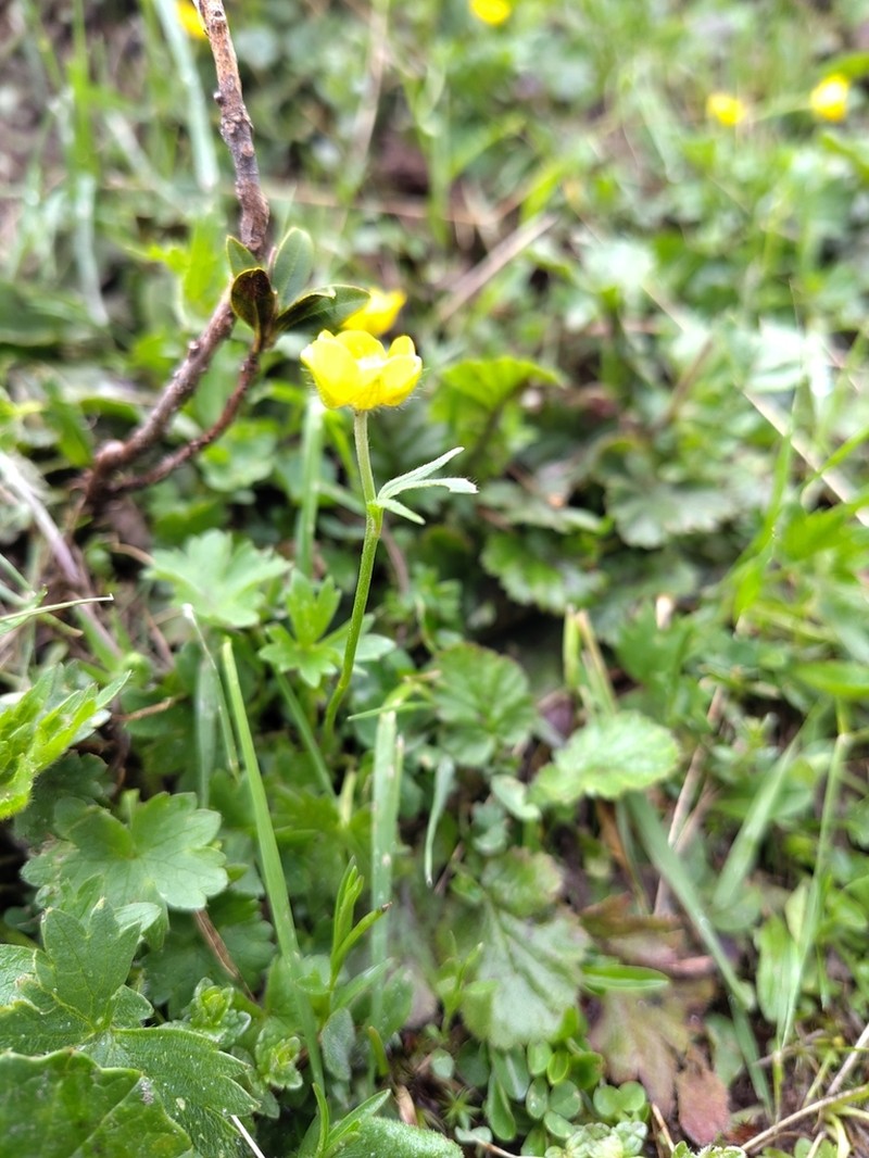Ranunculus venetus photo 5