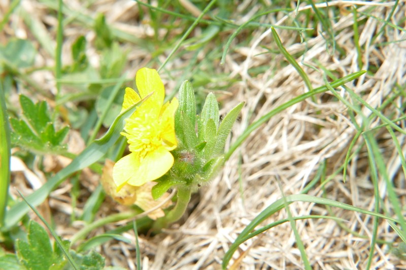 Ranunculus venetus photo 6