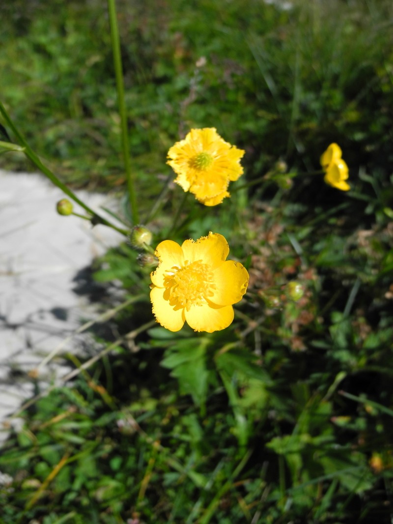 Ranunculus venetus photo 7
