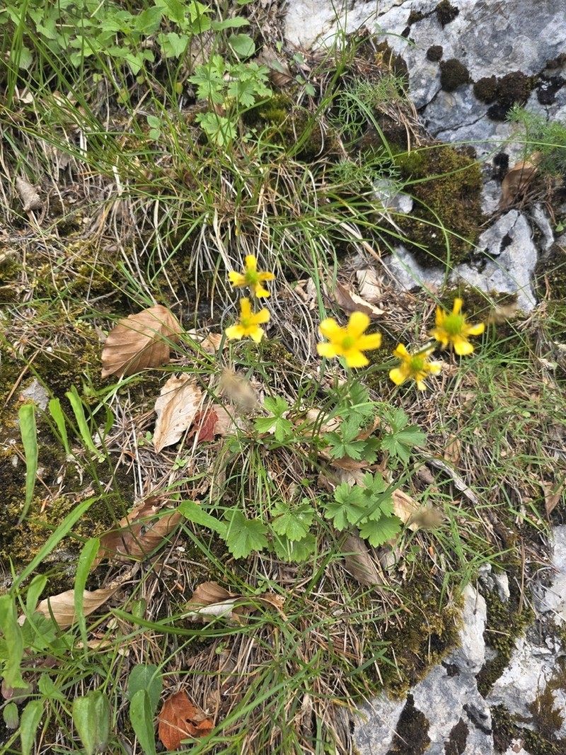 Ranunculus venetus photo 8