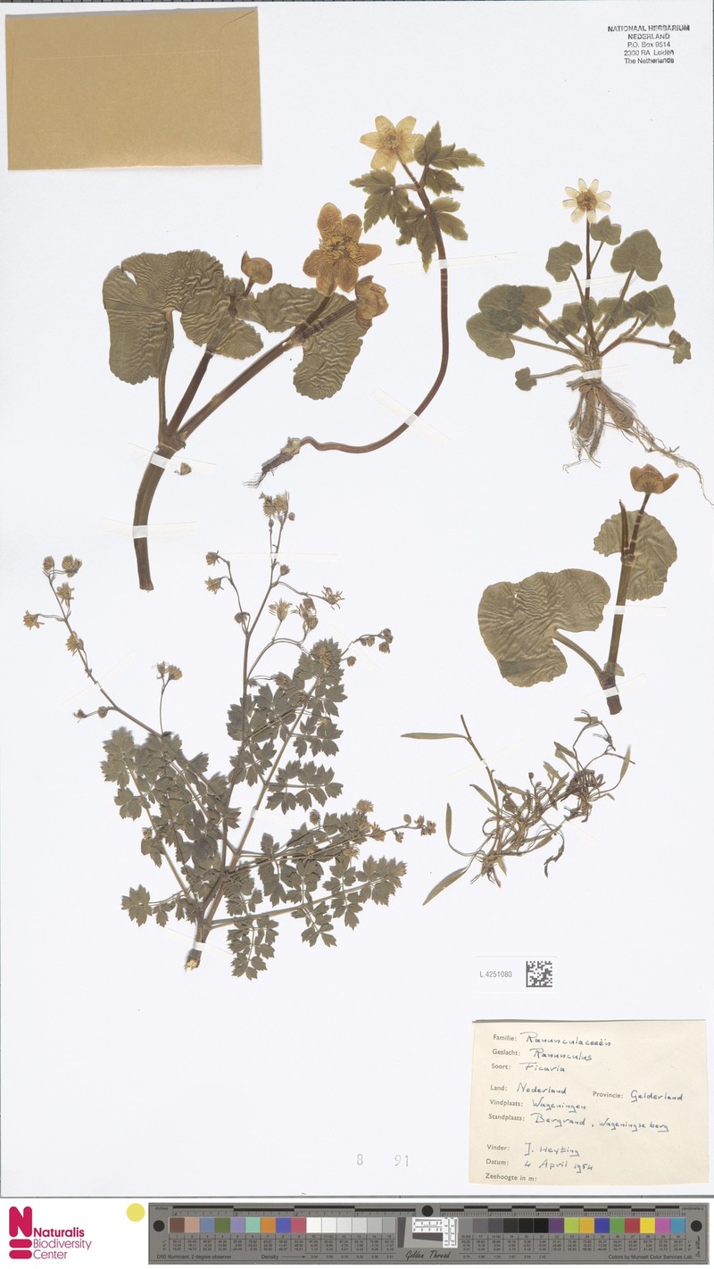 Ranunculus vernus