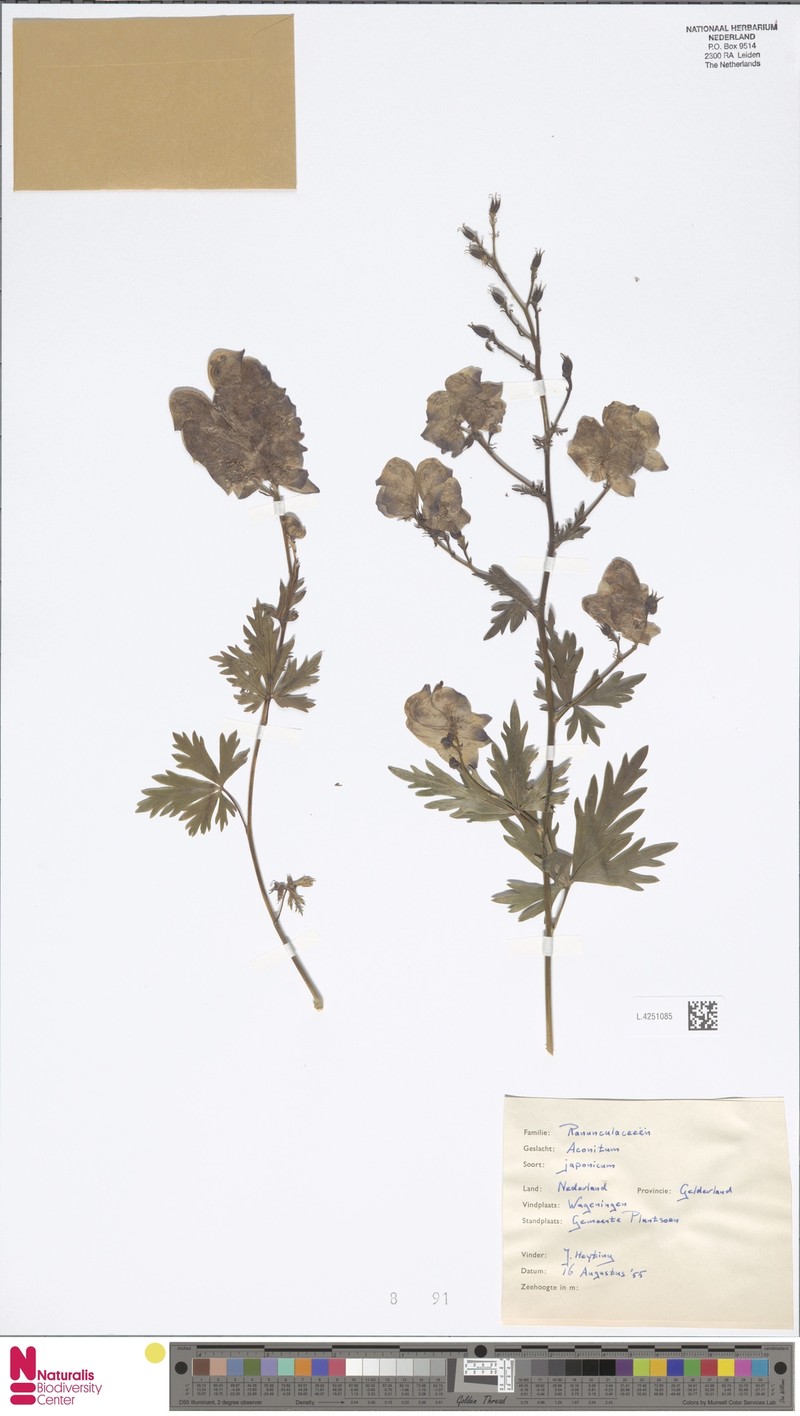 Ranunculus vernus photo 2