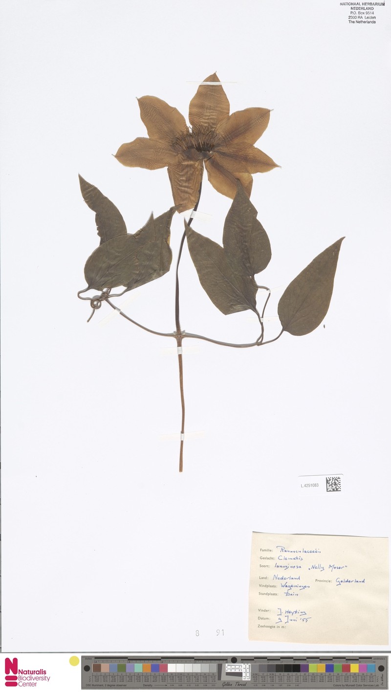 Ranunculus vernus photo 3
