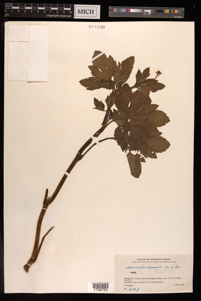 Ranunculus vernus photo 4