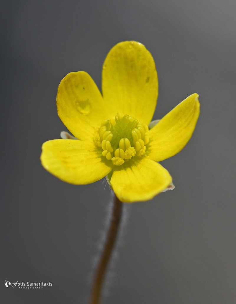 Ranunculus veronicae photo 2