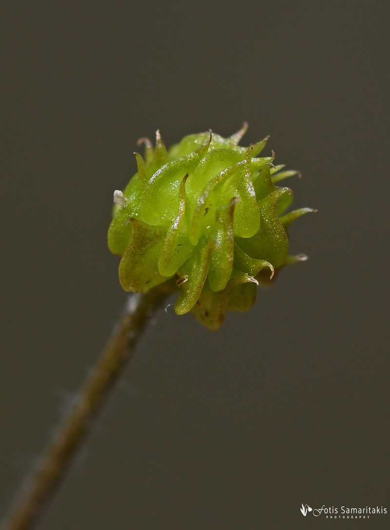 Ranunculus veronicae photo 4
