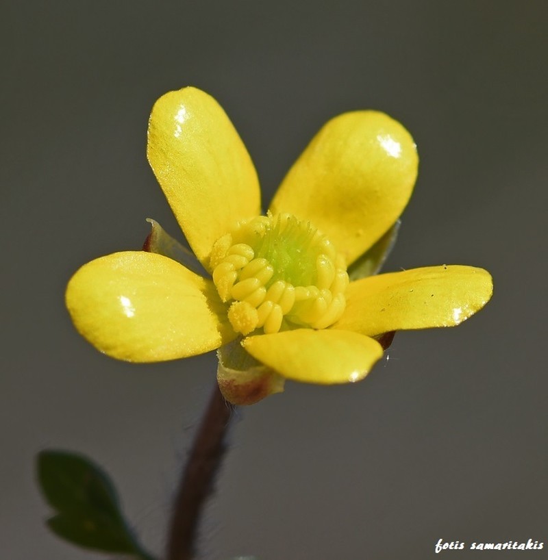 Ranunculus veronicae photo 5