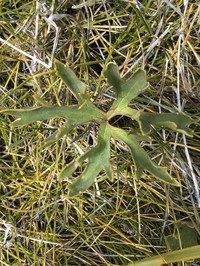 Ranunculus verticillatus