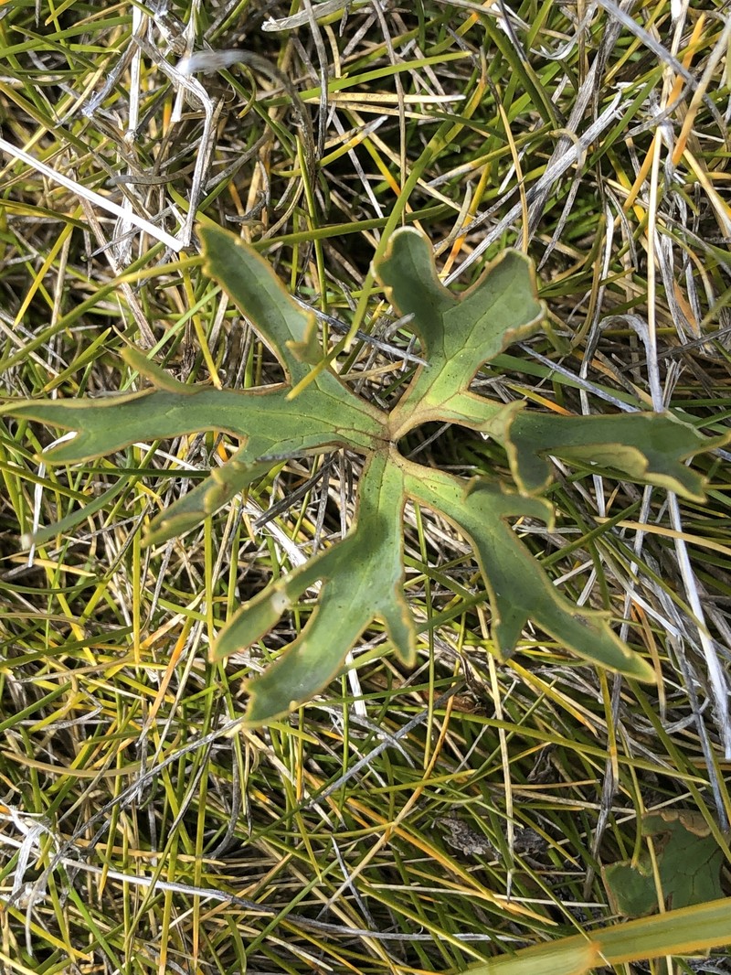 Ranunculus verticillatus