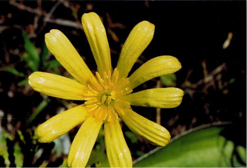 Ranunculus verticillatus photo 2