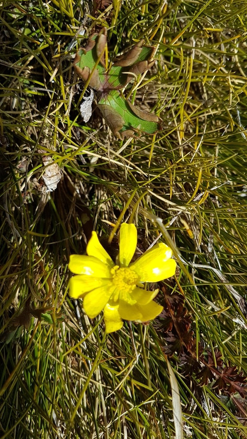 Ranunculus verticillatus photo 4