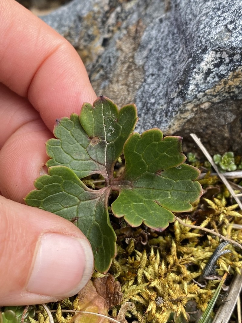 Ranunculus verticillatus photo 5