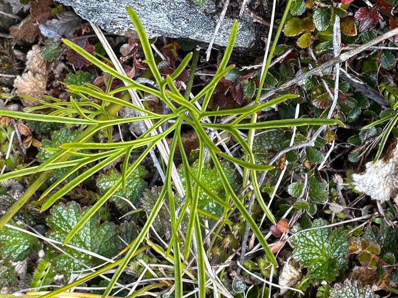 Ranunculus verticillatus photo 6