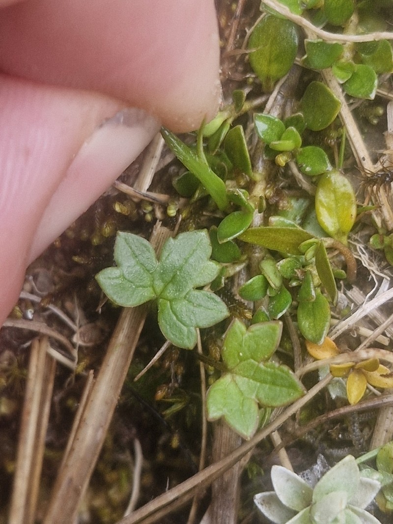 Ranunculus verticillatus photo 7