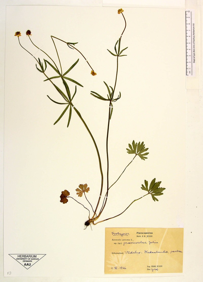 Ranunculus vestergrenii