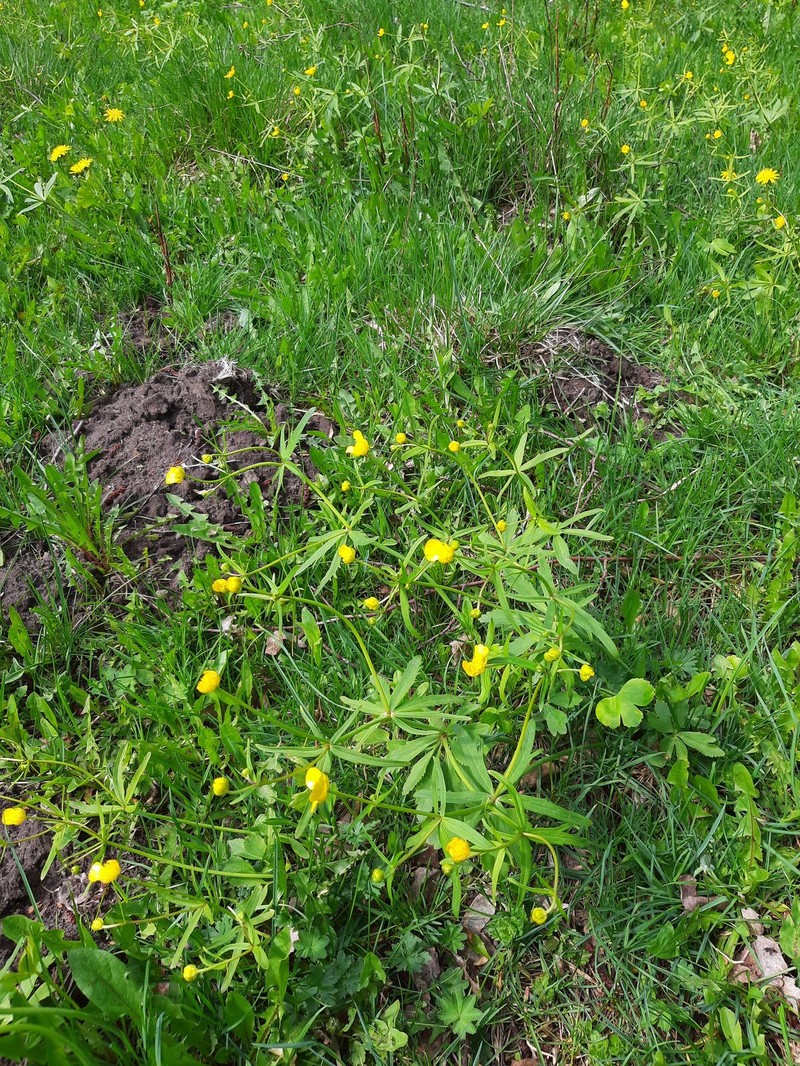 Ranunculus viburgensis