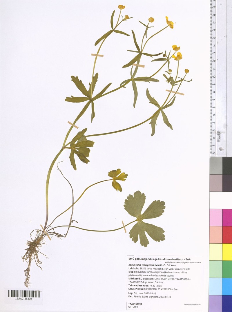 Ranunculus viburgensis photo 2