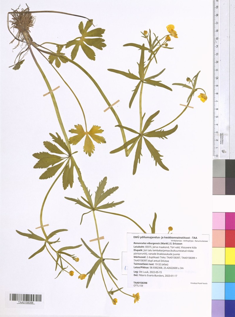 Ranunculus viburgensis photo 3