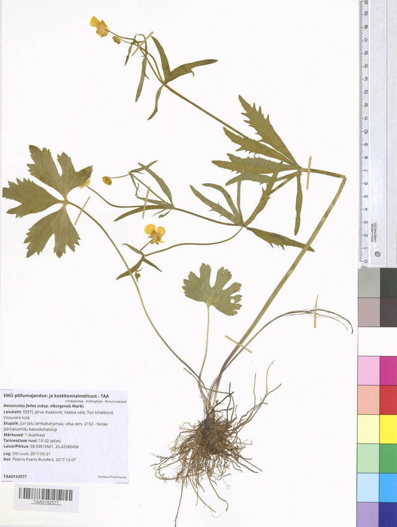 Ranunculus viburgensis photo 4