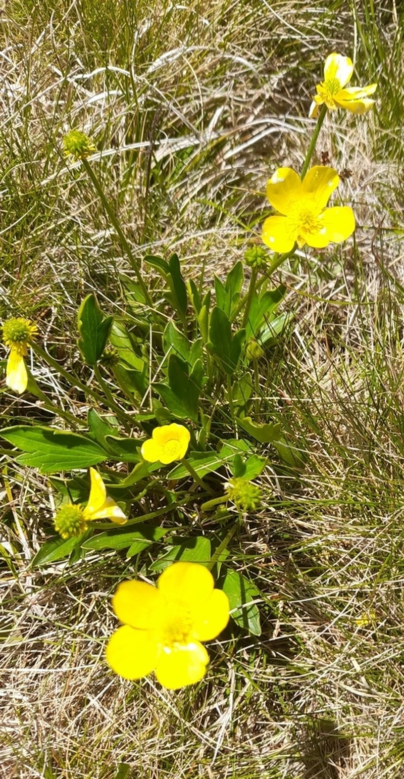 Ranunculus victoriensis