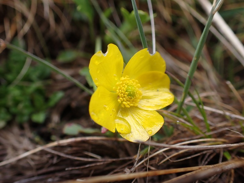 Ranunculus victoriensis photo 5