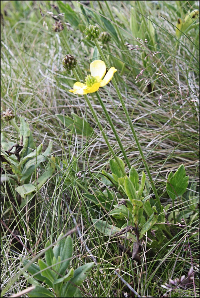 Ranunculus victoriensis photo 7