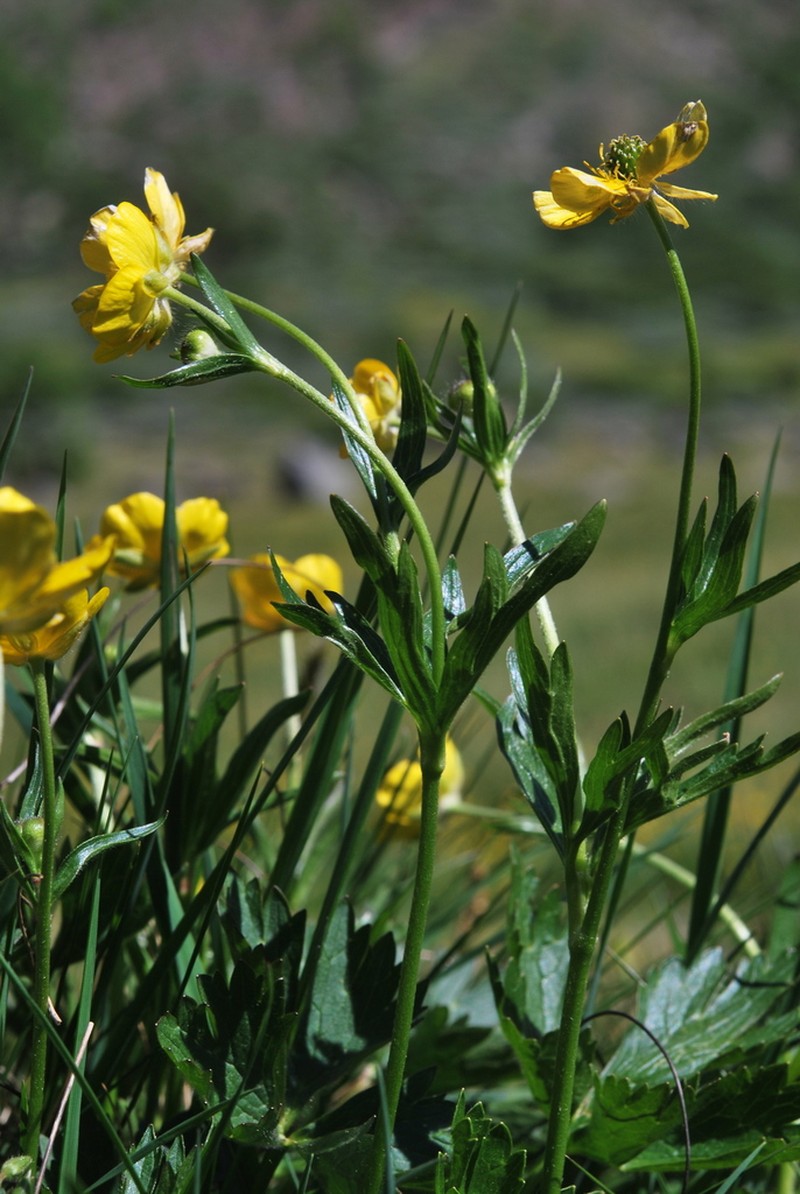 Ranunculus villarsii