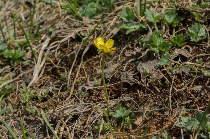 Ranunculus villarsii photo 7