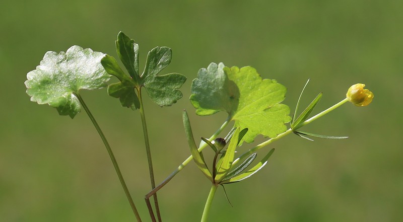 Ranunculus vindobonensis photo 2
