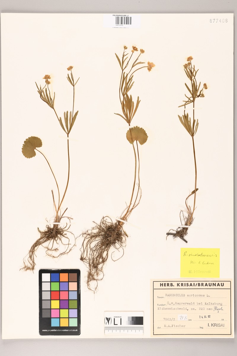 Ranunculus vindobonensis photo 3