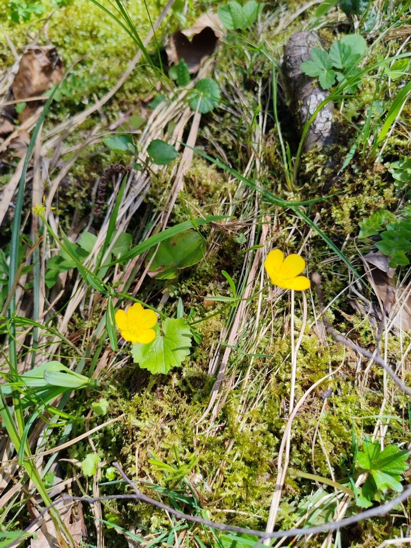Ranunculus vinicae