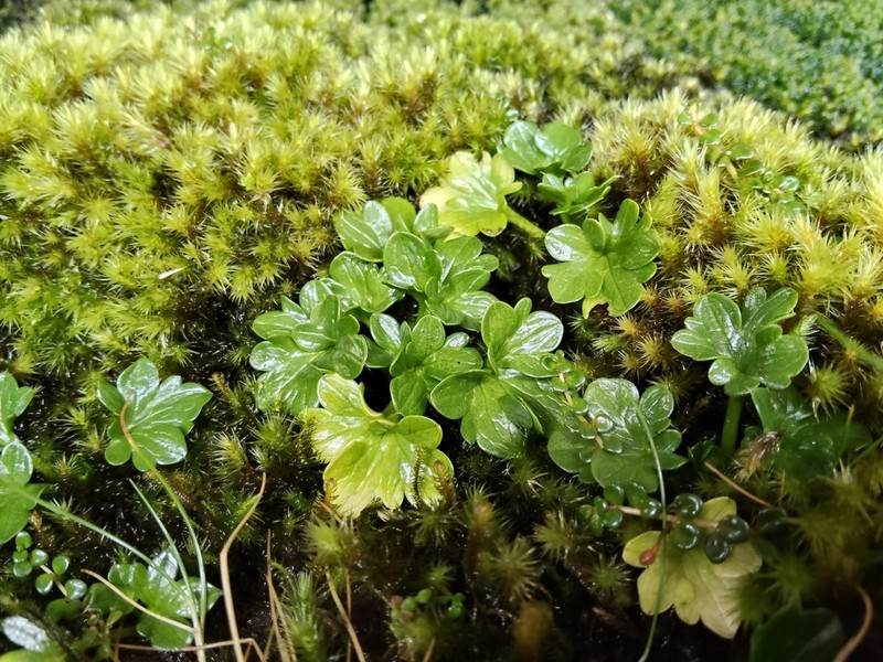 Ranunculus viridis photo 3