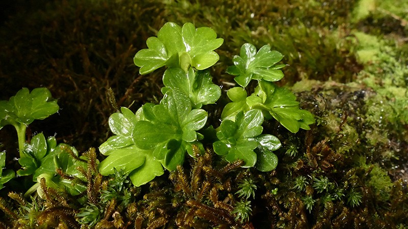 Ranunculus viridis photo 5