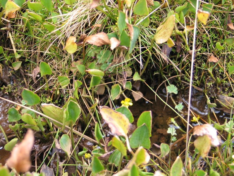 Ranunculus volkensii photo 3