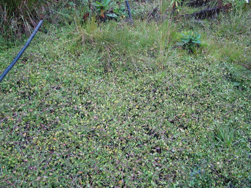 Ranunculus volkensii photo 4