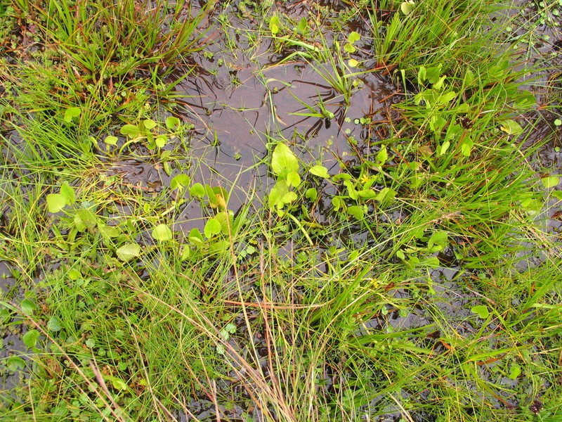 Ranunculus volkensii photo 5