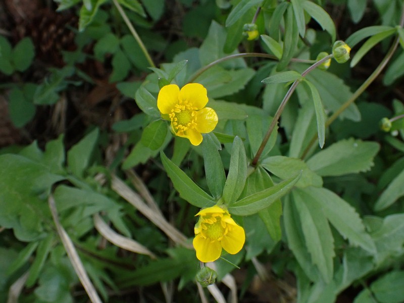 Ranunculus vytegrensis
