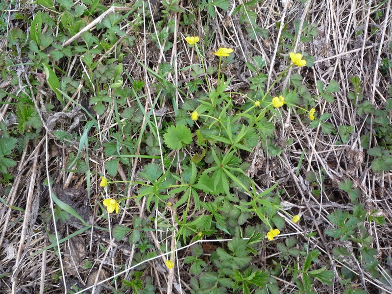 Ranunculus vytegrensis photo 2