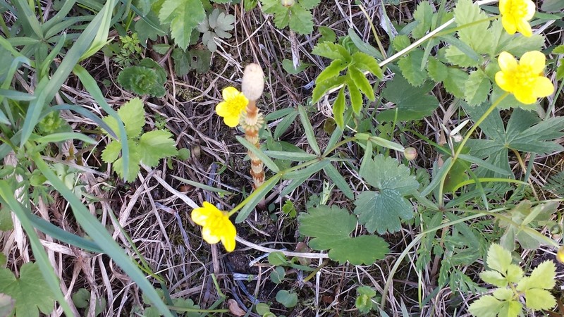 Ranunculus vytegrensis photo 3