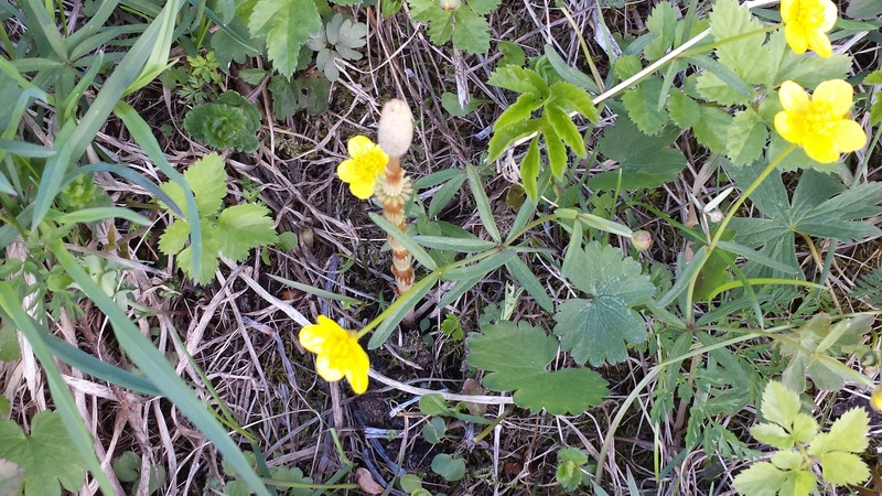 Ranunculus vytegrensis photo 4