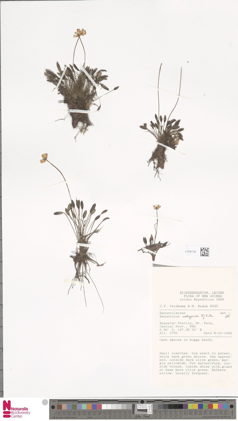 Ranunculus wahgiensis