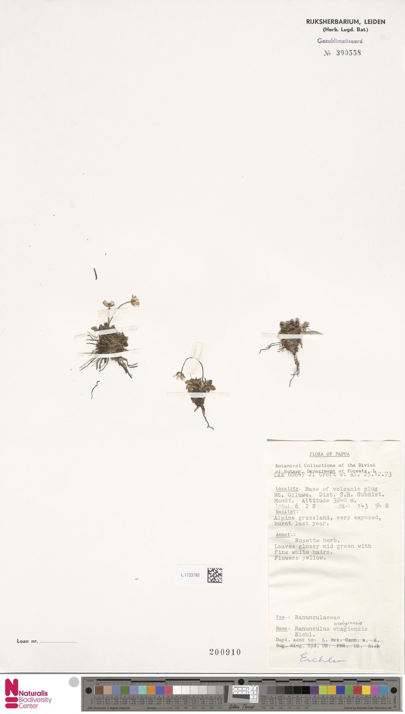 Ranunculus wahgiensis photo 2