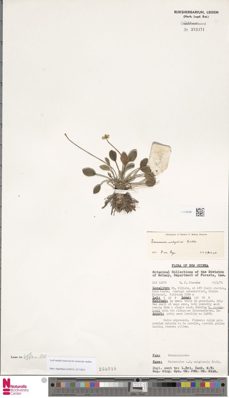 Ranunculus wahgiensis photo 3